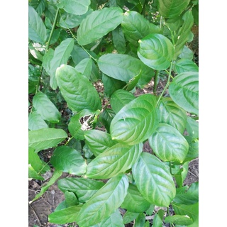cây bùng chè ( mấm rừng) 200g tươi