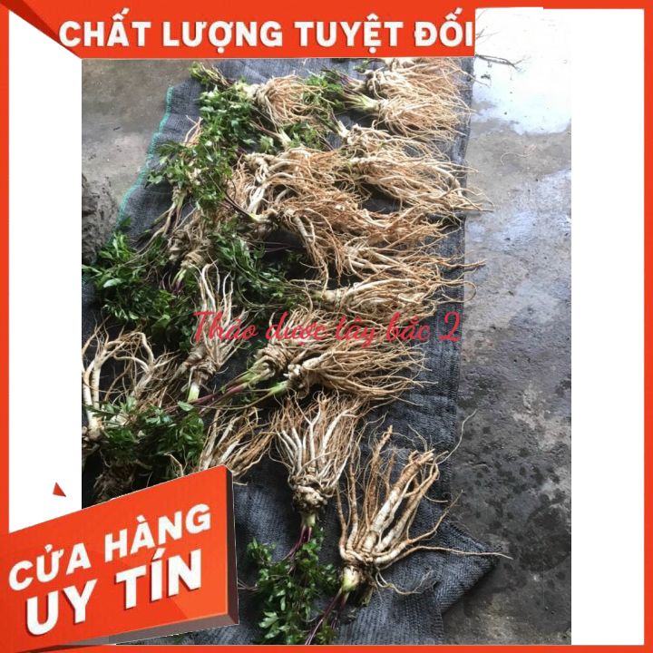 Sâm Dương Quy Tươi  Sìn Hồ 1KG - Lai Châu,Sâm tự nhiên