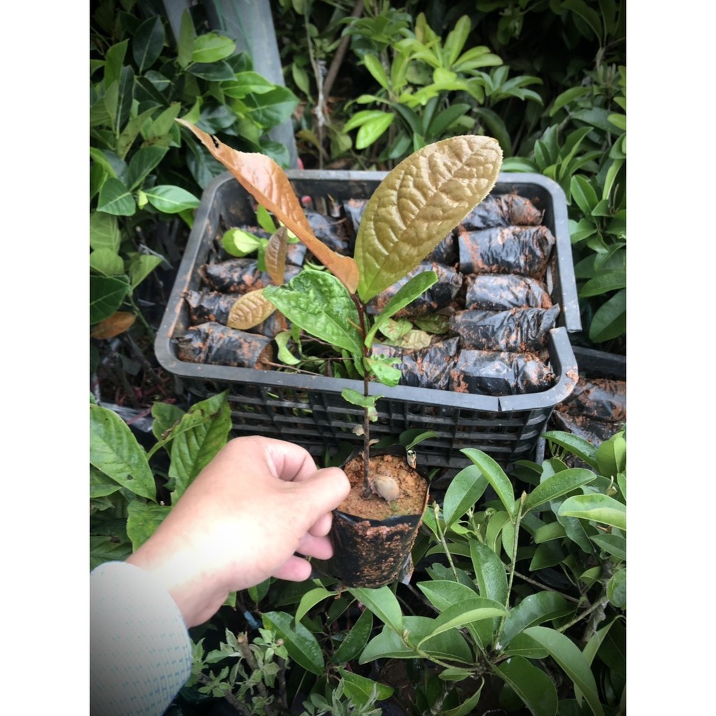- Cây trà hoa vàng - THẾ GIỚI HOA CÂY CẢNH - - Chè hoa vàng.