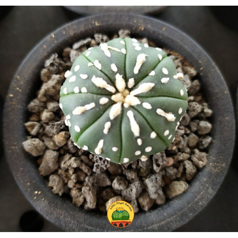 Xương rồng Super kabuto | Astrophytum Asterias Super Kabuto | Xương rồng Aster