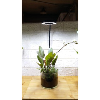Đèn Led đế gỗ