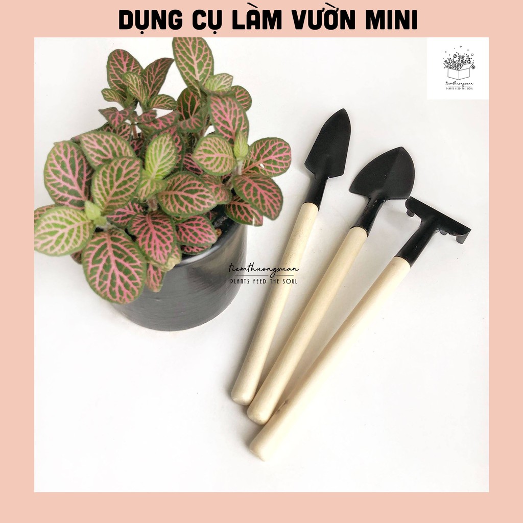 [FREESHIP] BỘ CUỐC XẺNG MINI - TRỒNG SEN ĐÁ XƯƠNG RỒNG - CÂY CẢNH