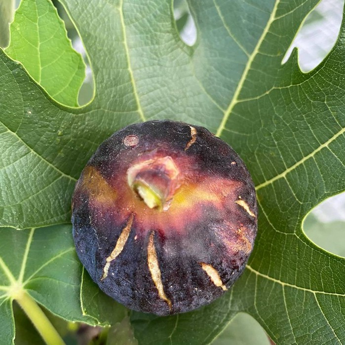 Cây giống Sung Mỹ Black Orak