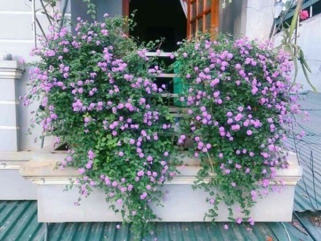 Ngũ sắc rủ tím cây giống