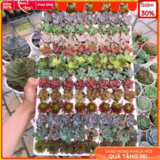 Combo 10 loại 10 cây sen đá đà lạt mini mix màu đã thuần khí hậu