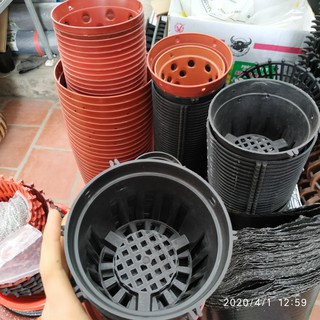10 Chậu nhựa đen Phi 12cm trồng lan