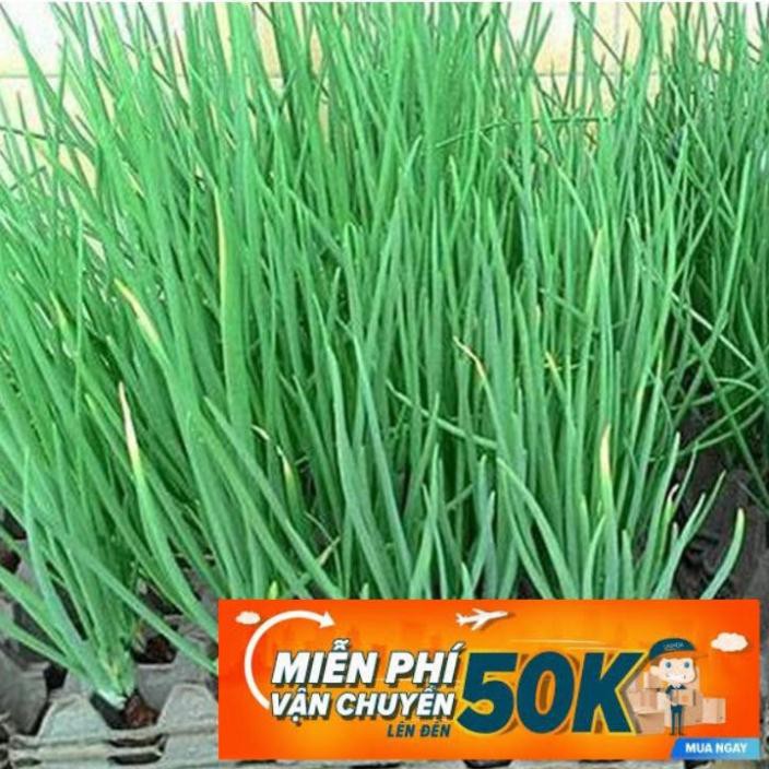 1g Hạt giống Hành lá
