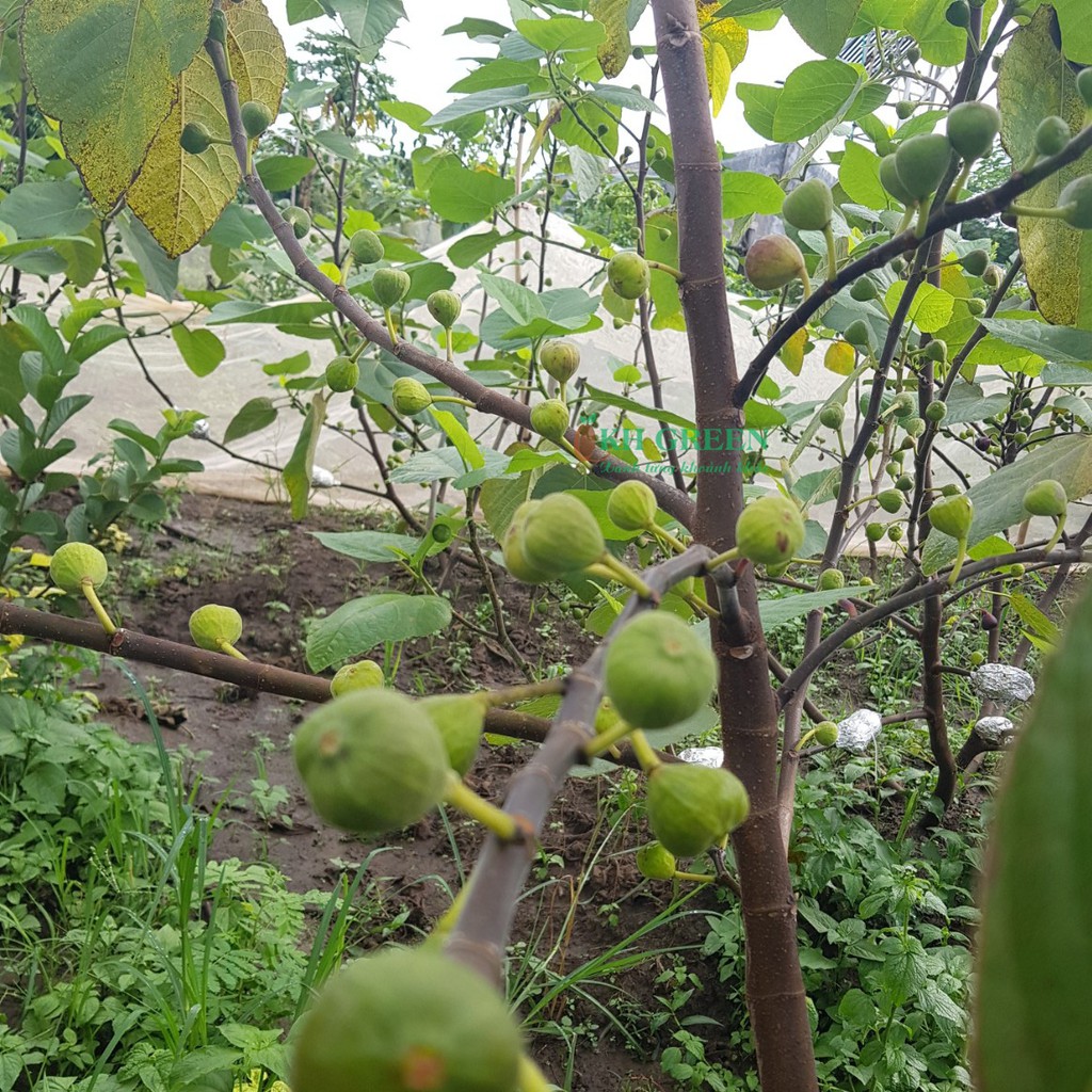 Cây Giống Sung Mỹ Iraqui - cây giống chiết cành