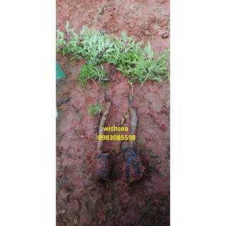 cây đinh lăng (combo 2 cây)