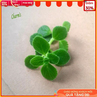 Nhánh sen đá giống - SEN THƠM cực dễ chăm nhanh ra rễ