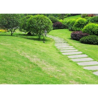 HẠT GIỐNG CỎ NHUNG ZOYSIA (làm sân vườn)