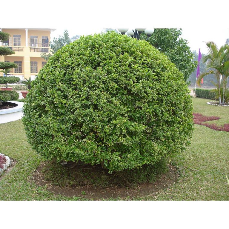 CÂY NGÂU HOA VÀNG TẠO HÌNH THÁP, CÂY CAO 70CM-1M