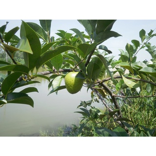 20 Hạt Giống Bình Bát Cây - Bình Bát Vàng ( nê, hoặc na xiêm)