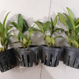 Kiều vàng Thái