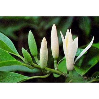 cây ngọc lan trắng, cây hoàng lan trắng, cây lớn nguyên bầu đang nụ hoa thơm