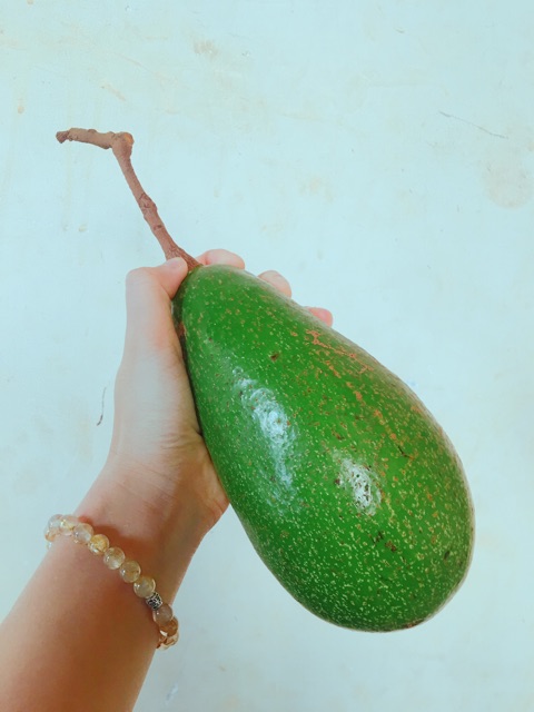 Bơ Trịnh Mười quả đẹp mịn màng