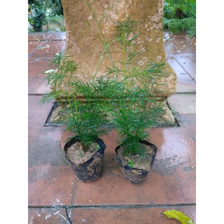 cây giống thiên môn đông 3 cây