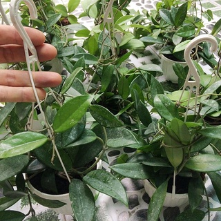 Cây Lan Cẩm Cù đang hoa size lớn