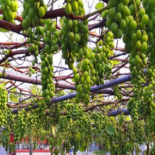 Hạt giống nho xanh leo giàn 15-20 hạt - HÀNG CÔNG TY