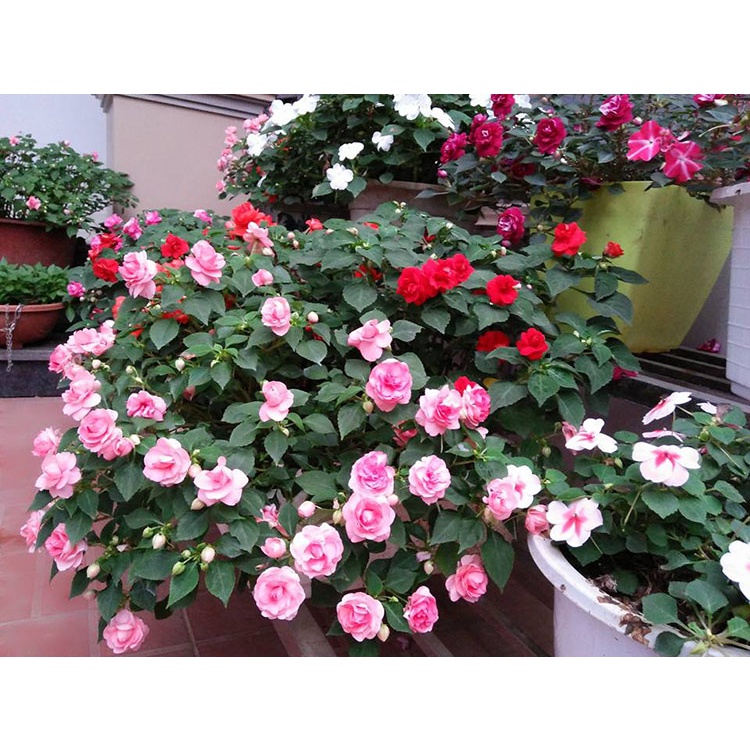 Hạt Giống Hoa Ngọc Thảo Cánh Kép Mix Màu - 10 Hạt KNS2244