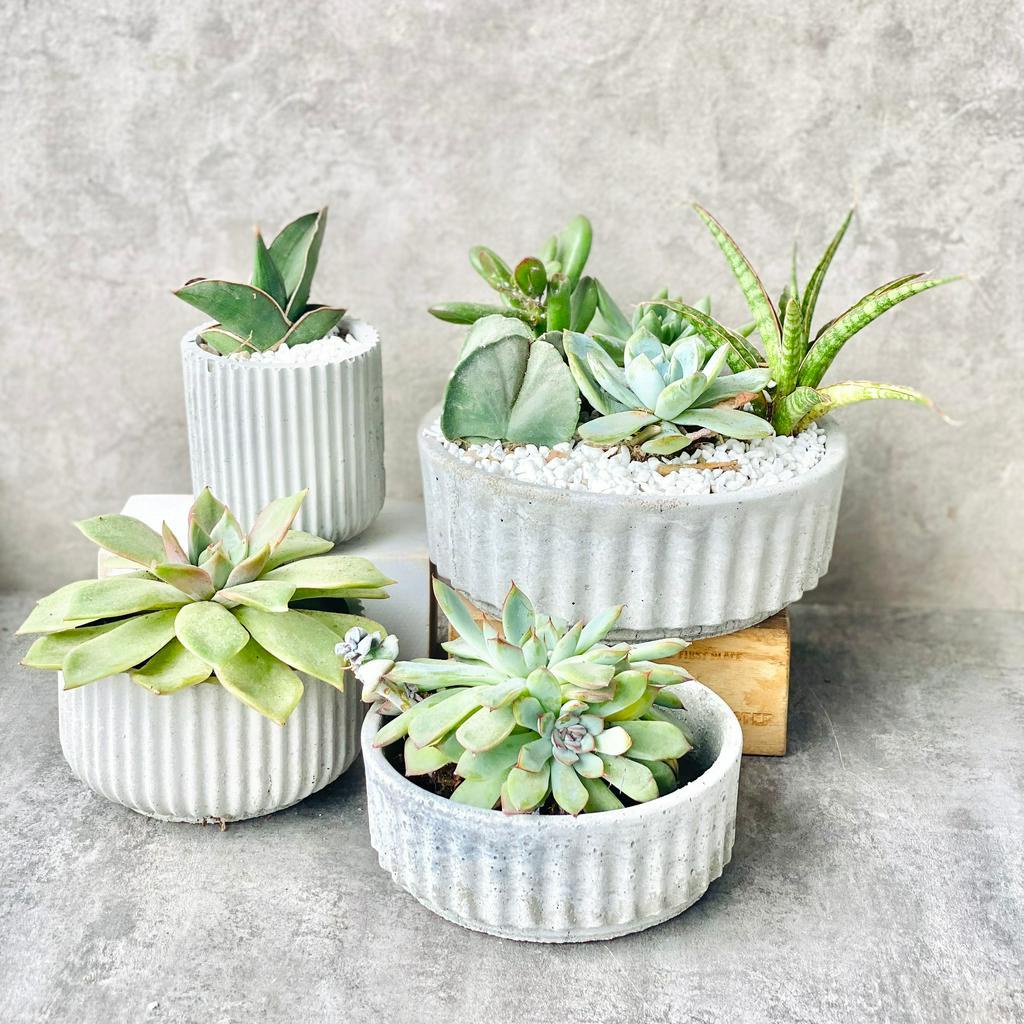 Chậu bê tông nhẹ trồng cây để bàn siêu đẹp đa dạng mẫu mã nhiều size