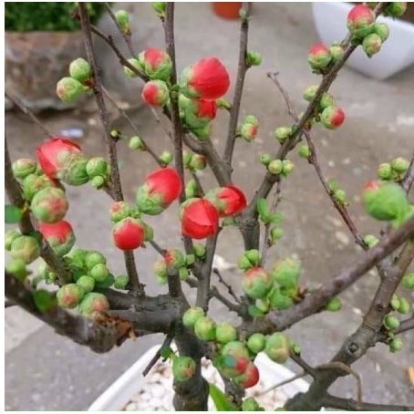 Cây hoa Mai đỏ bonsai Nhật Bản - giống siêu nụ cho hoa Tết Nguyên Đán