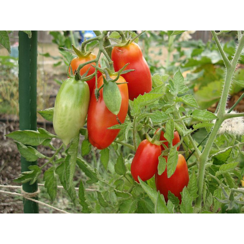 [ Siêu Hạt Giống ] (NK Mỹ) Hạt giống cà chua chuối đỏ F1 - 10 hạt