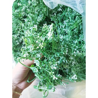 cỏ điểm 150k 1kg
