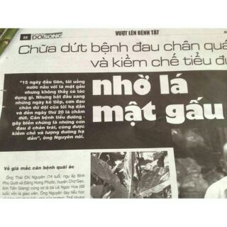Lá mật gấu khô 