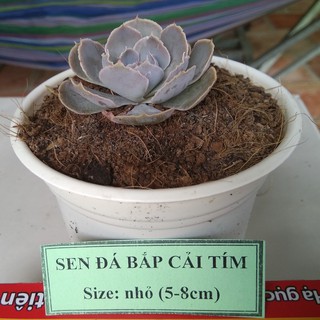 Sen đá bắp cải tím - size nhỏ (5-8cm)