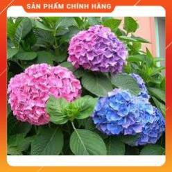HẠT GIỐNG HOA CẨM TÚ CẦU NHIỀU MÀU GÓI 10 HẠT