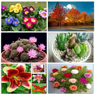 Combo 6 gói hạt giống hoa các loại dễ trồng V1– tặng 1 gói kích mầm