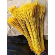 1 Bó bông lúa mạch khô 100 nhánh