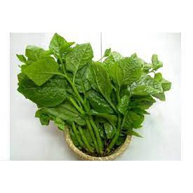 Hạt giống mồng tơi lá to sinh trưởng mạnh,năng suất cao