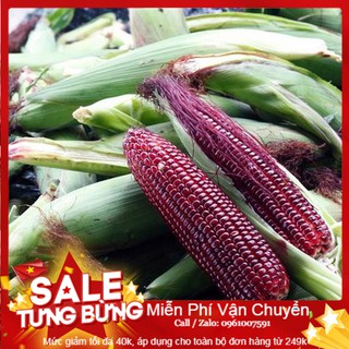 Hạt Giống Ngô Nếp Tím - 20 Hạt