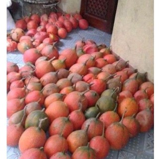 Dưỡng môi dầu gấc giúp mềm đỏ môi
