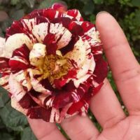 com bo 10 cây hồng rễ trần
