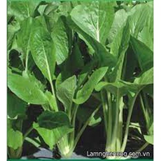 [ Bán chạy ] Hạt giống Cải ngọt-20g (tặng kèm 20 hạt Cải Kale Khủng Long)