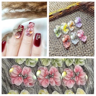 Hoa bột Mỹ - Hoa ôm đá mắt mèo ( mã mới )