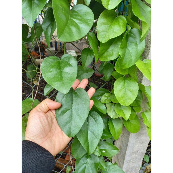 lá sương  sâm trơn tươi  ( sâm láng) 100g