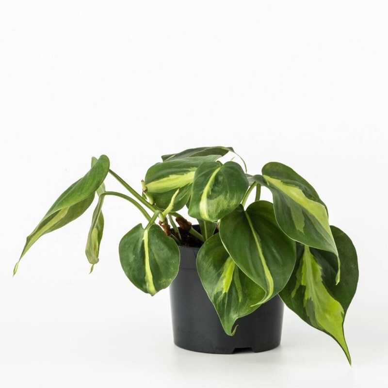 Trầu bà tim var/ Brazil Philodendron