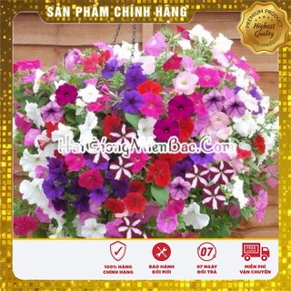 Hạt Giống Hoa Dạ Yến Thảo Mix (100 hạt)