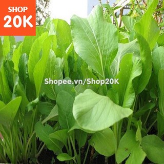 Đặc biệt Hạt giống Rau Cải ngọt chất lượng