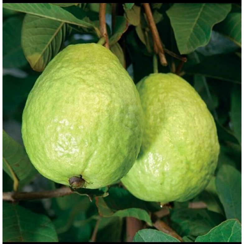 CÂY GIỐNG ỔI ĐÀI LOAN TỨ QUÝ SIÊU TRÁI