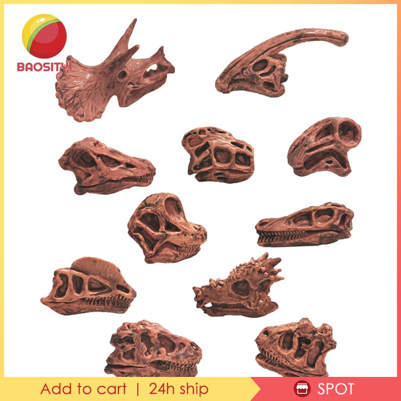 [Baosity1] Mô Hình Đầu Lâu Khủng Long Hóa Thạch Trang Trí Nội Thất Giảng Dạy