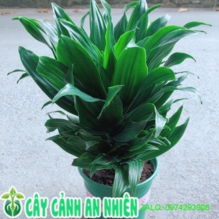 Cây phát tài nhật