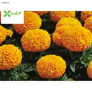 Hạt giống hoa Vạn thọ Cam lùn (30 hạt)