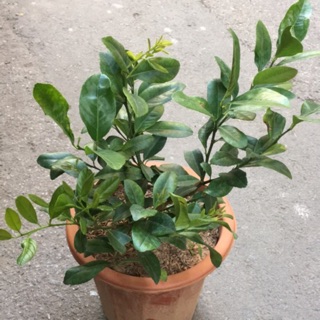 Chanh ta/ chanh tứ quý trồng chậu
