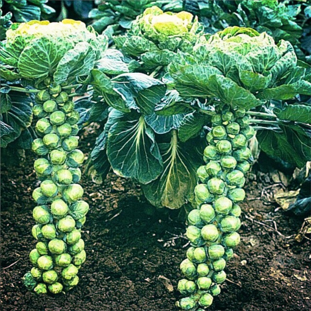 Hạt giống bắp cải, bắp cải tí hon có tên gọi khoa học là cải Brussels, kích thước nhỏ hơn nhiều so với bắp cải thường