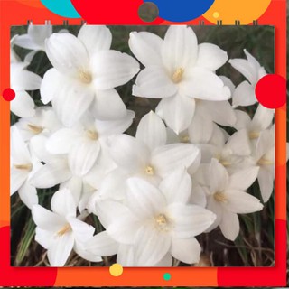 Khuyến mãi lớn set 10 củ huệ mưa traubi trắng thơm 🎯củ mẹ đã có khả năng cho hoa ngay sau trồng🎯